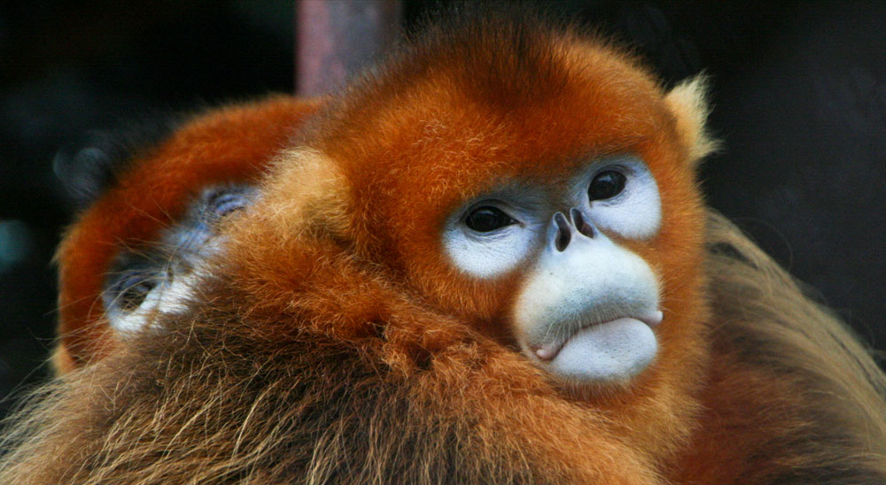 Čínská opice, Golden Snub-nosed Monkeys Foto: Jack Hynes - flickr.com