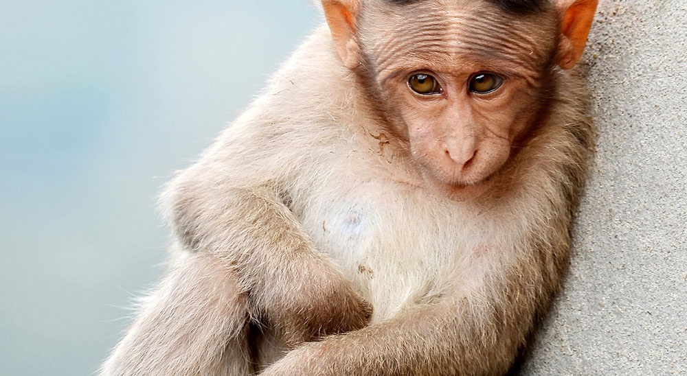 Čínská opice, Macaca radiata Foto: Augustus Binu - flickr.com